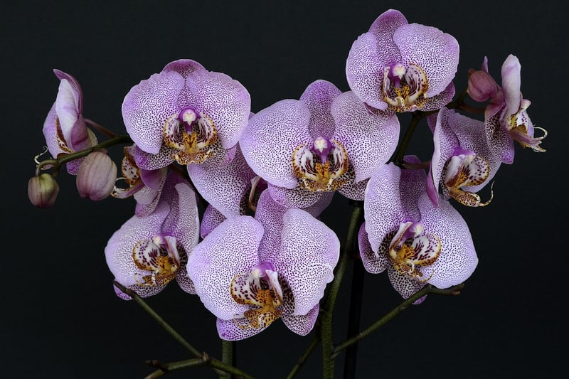 Nebula Orchids